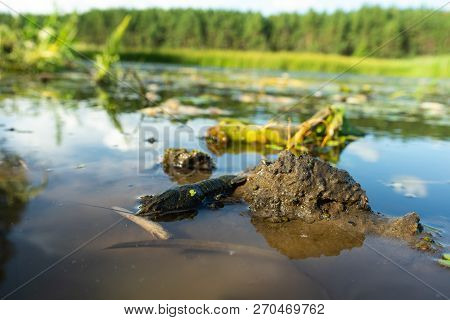 Crayfish , Orconectes Limosus, Out Of The Water On The Banks Of The River.