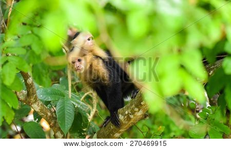 Female White-headed Capuchin (cebus Capucinus) With Her Offspring.  Medium Sized Monkey Of The Famil
