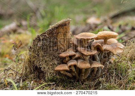 Pholiota Squarrosa Is Edible Mushroom, Commonly Known As The Shaggy Scalycap, The Shaggy Pholiota, O