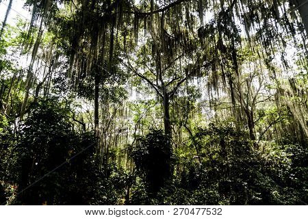 Trees Covered By Spanish Moss Tillandsia Usneoides Callled Also Barba De Viejo Old Mans Beard In El 