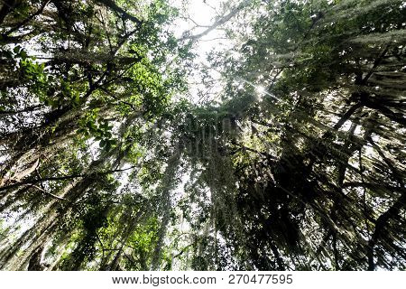 Trees Covered By Spanish Moss Tillandsia Usneoides Callled Also Barba De Viejo Old Mans Beard In El 