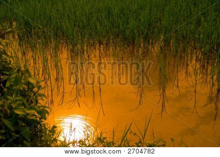 นา Field2