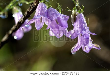 Campanulaceae Flower Beautiful Blue Perennial Flower Growing In The Woods.