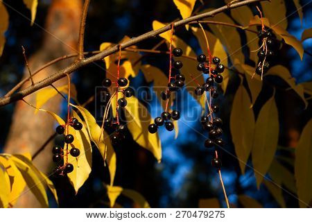 Forest Black Shiny Berries Among Dry Yellow Leaves On A Blurry Autumn Contrast Background. Wolf Berr
