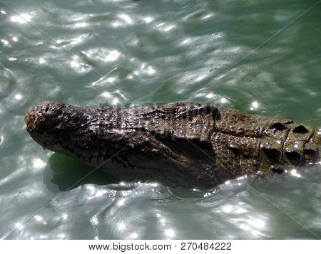 Head Of  Crocodile In Green Water. Crocodile (lat Crocodilia.) -  Large Wild Animal.