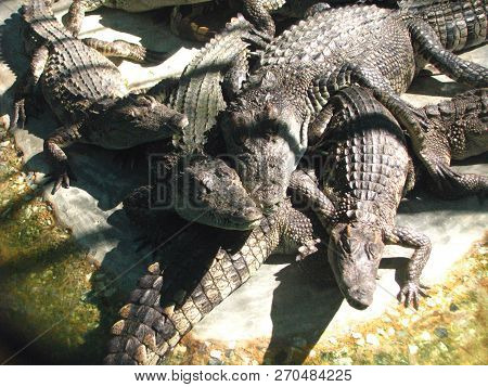 Big Group Of Crocodiles. Crocodile (lat Crocodilia.) - Large Wild Animal.