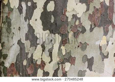 Closeup Of Camouflage Sycamore Bark Background. Natural Green, Yellow And Brown Spotted Platanus Tre