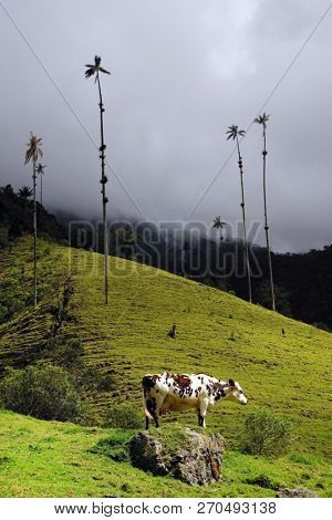 Cows on Cocora valley in Cordiliera Central, Salento, Colombia, South America
