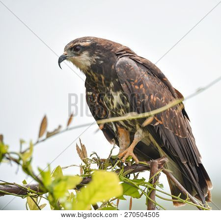 Immature Common Black Hawk (buteogallus Anthracinus) In Panama, Bird Of Prey In His Native Habitat O