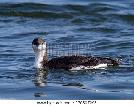 Black-throated diver (Gavia arctica) in natural habitat