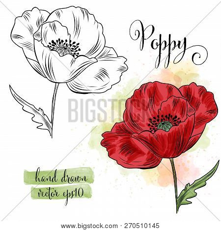 Botanical Art Watercolor Poppy Flower