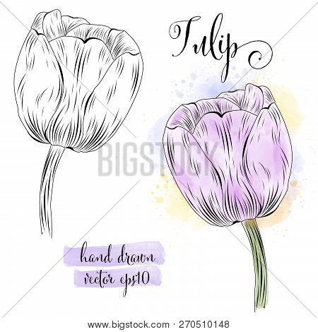 Botanical Art Watercolor Tulip Flower