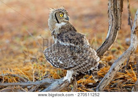 Spotted eagle-owl (Bubo africanus) in natural habitat, Kalahari desert, South Africa
