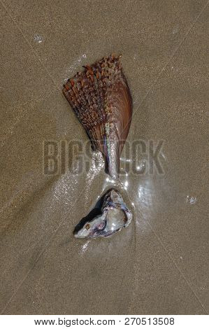 Washed Up Shell At The Beach In Mancora, Peru
