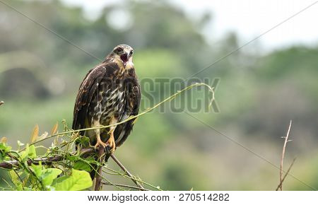 Immature Common Black Hawk (buteogallus Anthracinus) In Panama, Bird Of Prey In His Native Habitat O