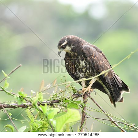 Immature Common Black Hawk (buteogallus Anthracinus) In Panama, Bird Of Prey In His Native Habitat O