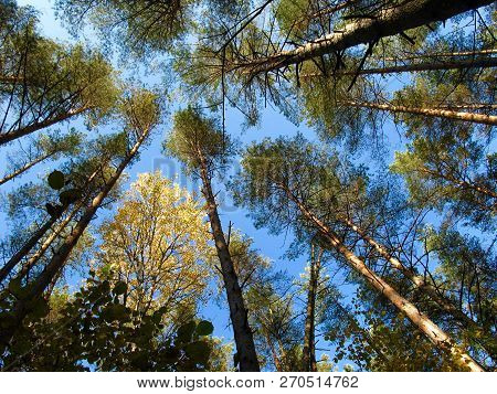 Pine Trees And Golden Birch On The Blue Sky Background In Autumn Sunny Day