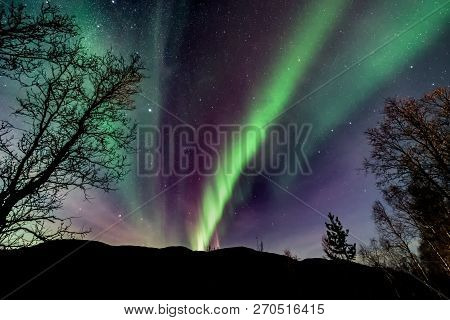 Unbelievable, In Natural Colors Aurora Borealis - The Northern Lights Above Forest ( Tree Line )