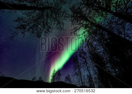 Unbelievable, In Natural Colors Aurora Borealis - The Northern Lights Above Forest ( Tree Line )