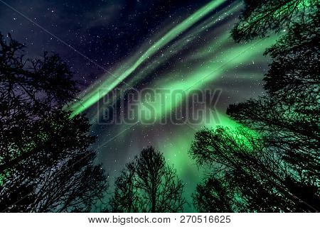 Unbelievable, In Natural Colors Aurora Borealis - The Northern Lights Above Forest ( Tree Line )