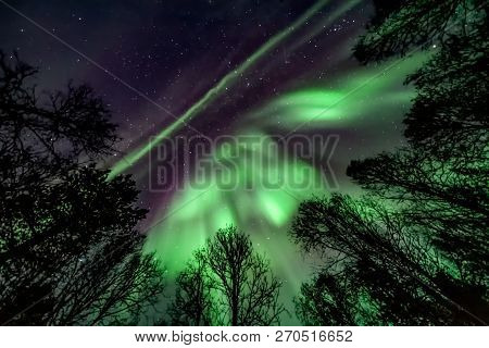 Unbelievable, In Natural Colors Aurora Borealis - The Northern Lights Above Forest ( Tree Line )