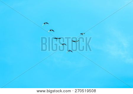 V Formation Of Birds Or Skein In The Blue Sky, Migration To Warmer Climes