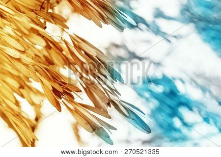 Abstract Background Of Dry Seeds Of Ash Tree, Toned Yellow And Blue With Copy Space.