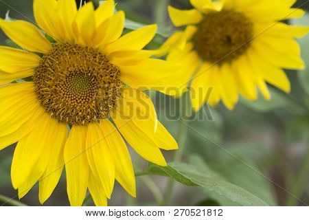 Sunflower Field, Trakya / Turkey. Nature Agriculture View.