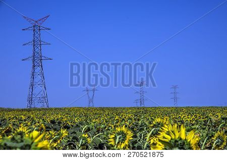Sunflower Field, Trakya / Turkey. Nature Agriculture View.