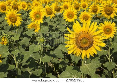 Sunflower Field, Trakya / Turkey. Nature Agriculture View.