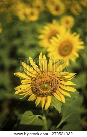 Sunflower Field, Trakya / Turkey. Nature Agriculture View.