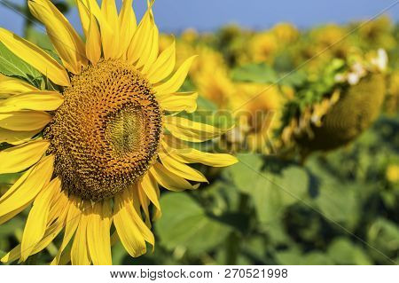 Sunflower Field, Trakya / Turkey. Nature Agriculture View.