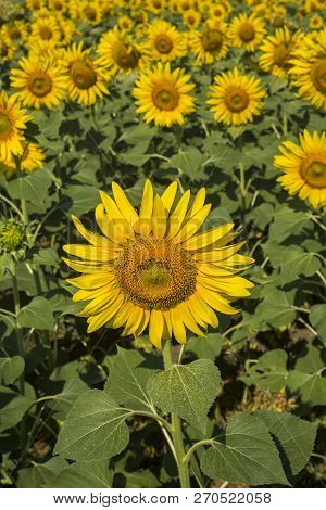Sunflower Field, Trakya / Turkey. Nature Agriculture View.
