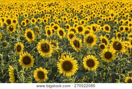 Sunflower Field, Trakya / Turkey. Nature Agriculture View.