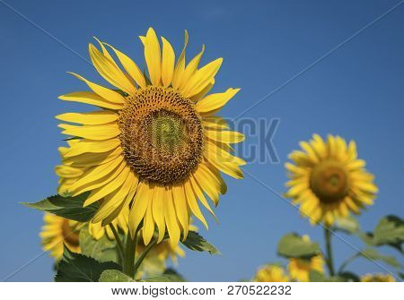 Sunflower Field, Trakya / Turkey. Nature Agriculture View.