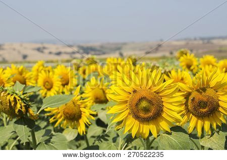 Sunflower Field, Trakya / Turkey. Nature Agriculture View.