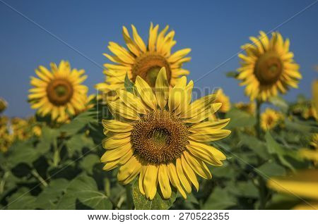 Sunflower Field, Trakya / Turkey. Nature Agriculture View.