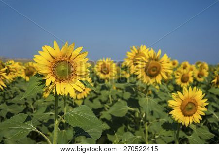 Sunflower Field, Trakya / Turkey. Nature Agriculture View.