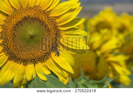Sunflower Field, Trakya / Turkey. Nature Agriculture View.