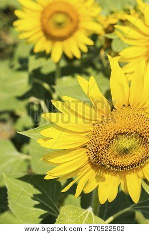 Sunflower Field, Trakya / Turkey. Nature Agriculture View.