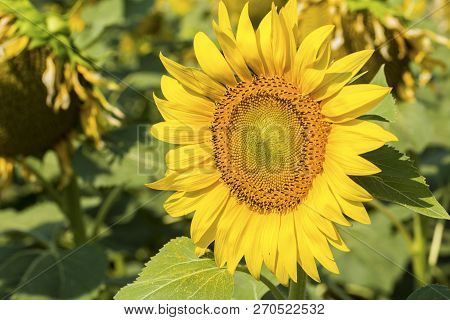 Sunflower Field, Trakya / Turkey. Nature Agriculture View.