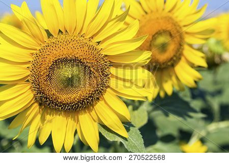 Sunflower Field, Trakya / Turkey. Nature Agriculture View.