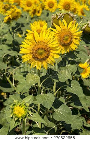 Sunflower Field, Trakya / Turkey. Nature Agriculture View.