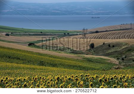 Sunflower Field, Trakya / Turkey. Nature Agriculture View.