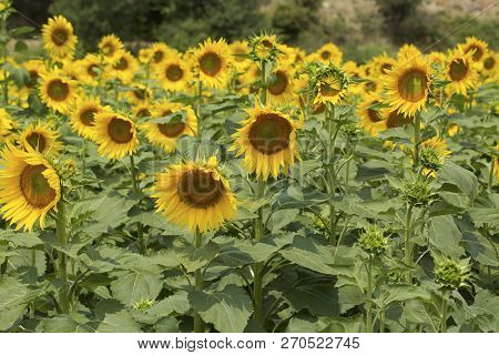 Sunflower Field, Trakya / Turkey. Nature Agriculture View.