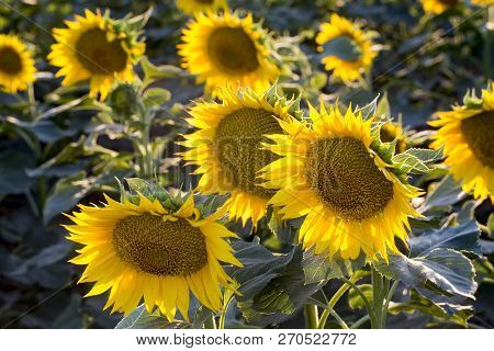 Sunflower Field, Trakya / Turkey. Nature Agriculture View.