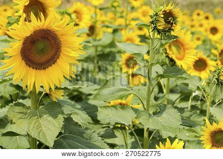 Sunflower Field, Trakya / Turkey. Nature Agriculture View.