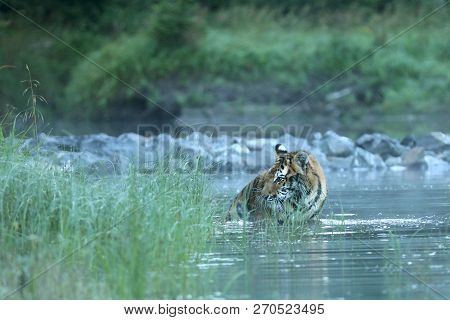 Siberian Tiger In Water - Panthera Tigris Amurensis
