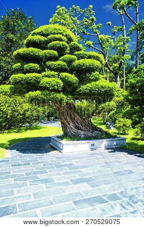 A Large Bonsai Banyan Tree In Lizhi Park In Futian District Of Shenzhen China On A Sunny Blue Sky Da