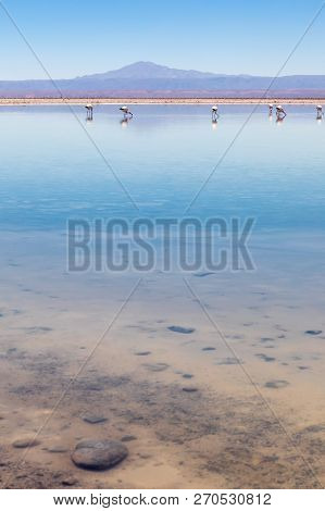 Laguna Chaxa, Atacama Desert, Chile. South America.